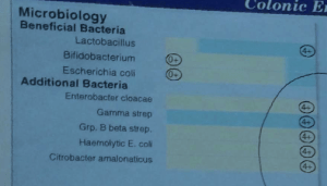 Great Smokies Report (2000)