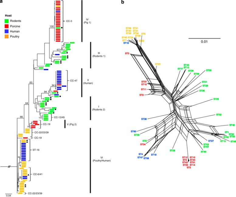 figure-2-phylogenetic-analysis-of-116-strains-of-lactobacillus-reuteri-based-on-the