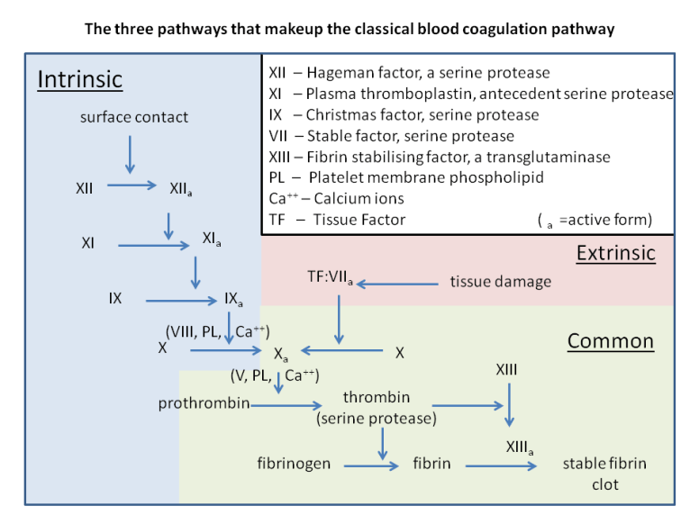 classical_blood_coagulation_pathway