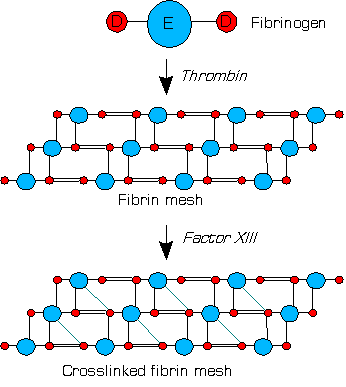 stabilisation_de_la_fibrine_par_le_factor_xiii