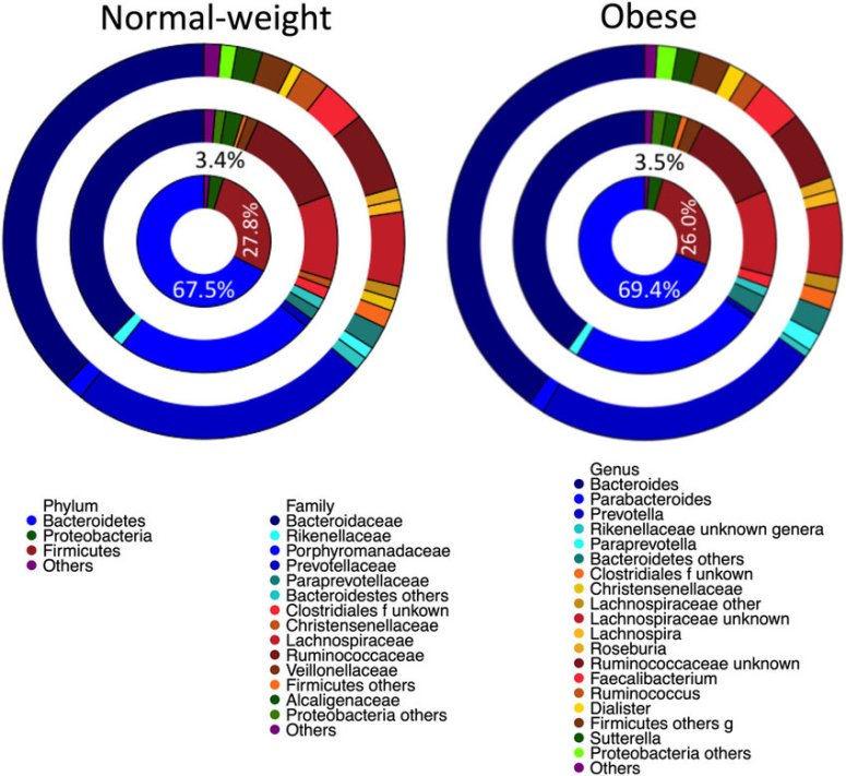 Gut-microbiota-composition-in-normal-weight-and-obese-children-The-innermost-ring-shows