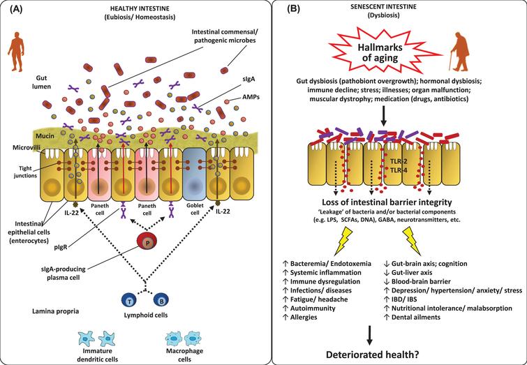 nha-4-nha170030-g003